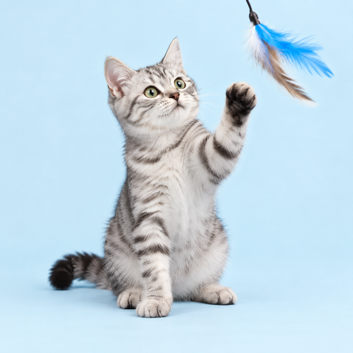 Catégorie Chat – chat tigré joueur