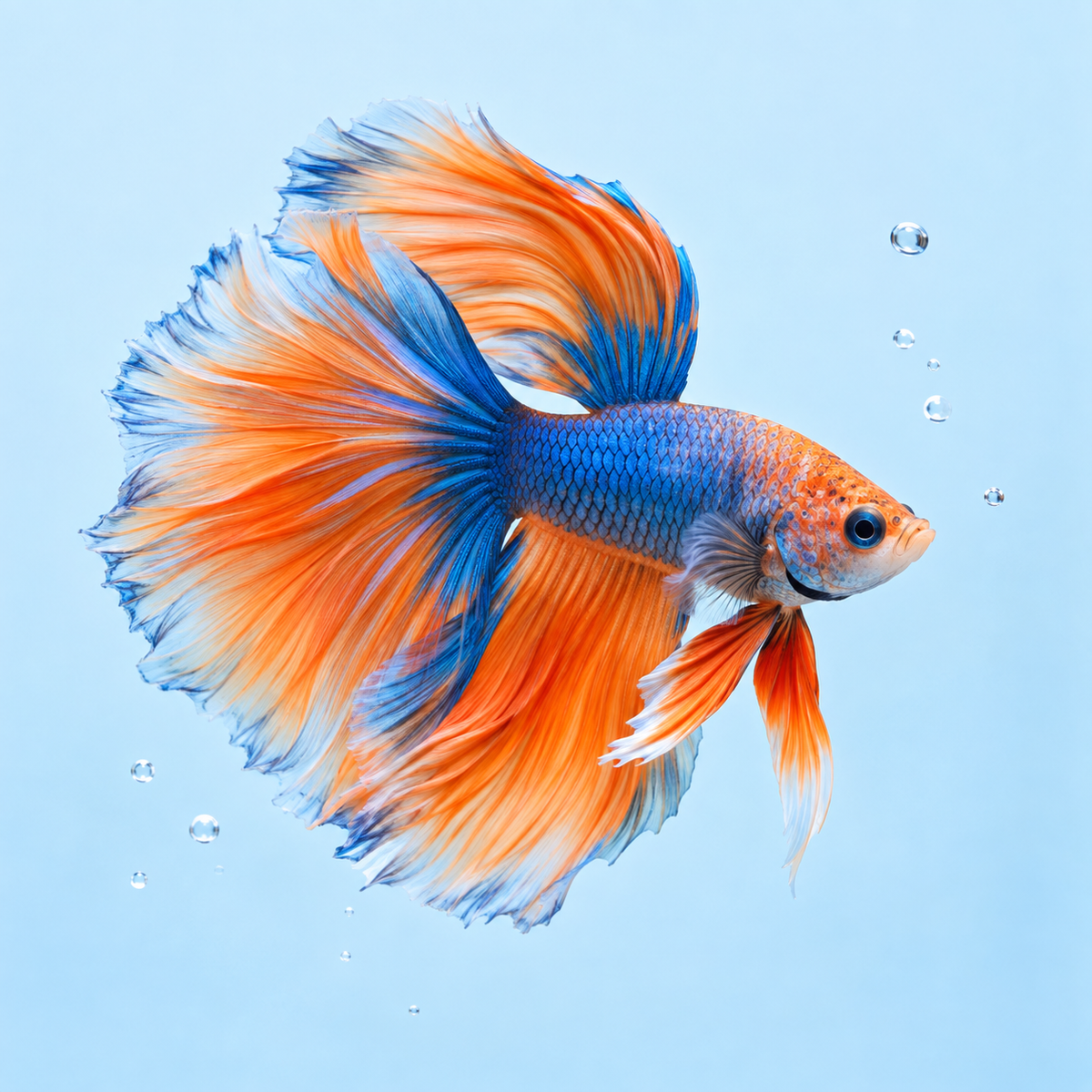 Catégorie Poisson – poisson coloré