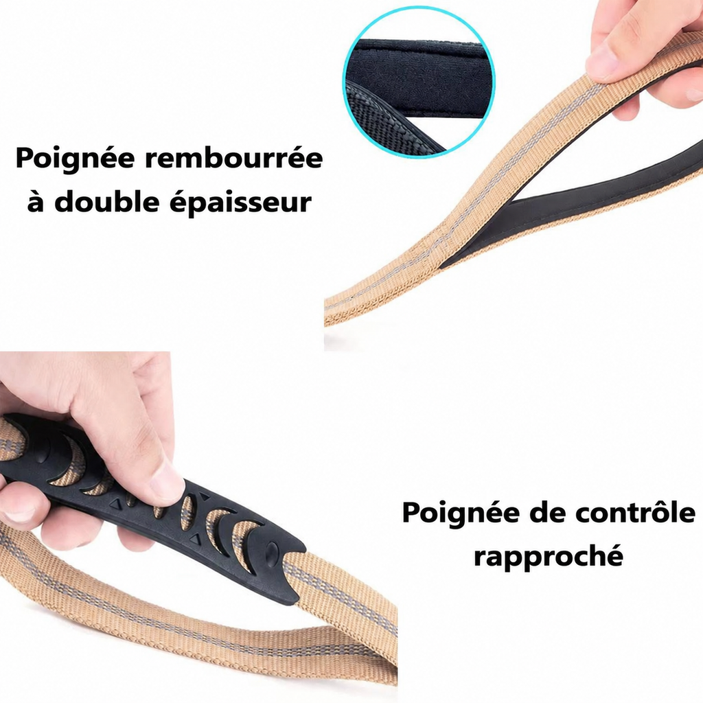 Laisse chien - détail en français 1
