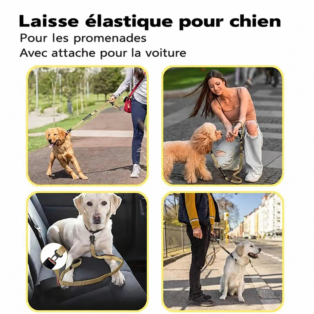 Laisse chien - détail en français 4
