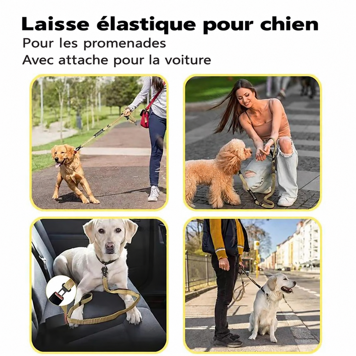 Laisse chien - détail en français 4