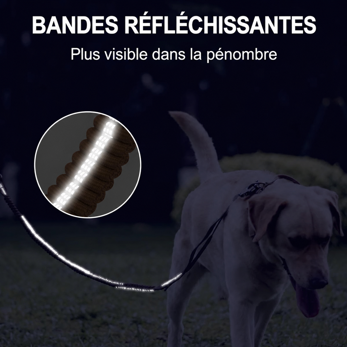 Laisse chien - détail en français 5