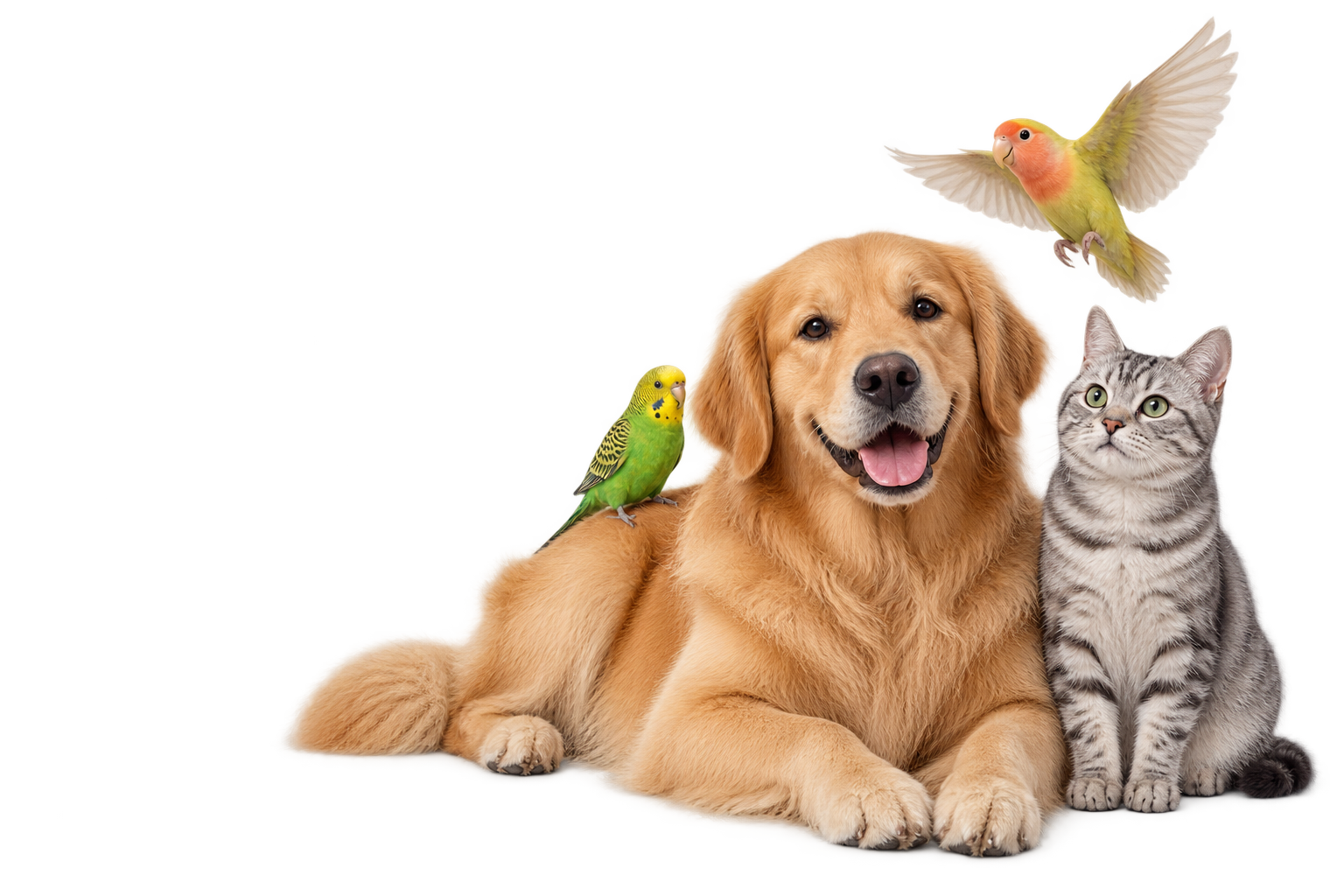 Chien, chat et oiseaux